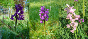Wild Orchids In The Cemetery Wildflower Bed May 2007 picture