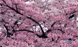 Cherry Tree in Bloom