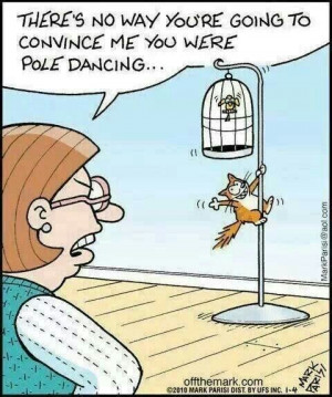 Cat humor pole dancing! #cat #humor #cats #funny #quotes #meme # ...