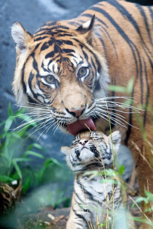 cute, tiger