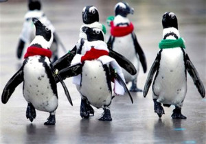... パラダイスのケープ・ペンギンたち Jackass Penguins
