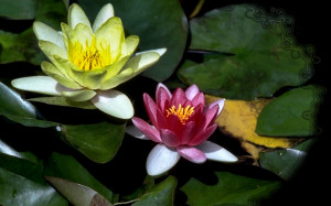 Water lilies lily photography romance love HD Wallpaper