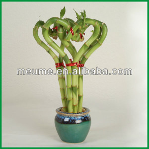 Lucky Bamboo Plants Product