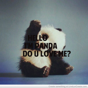 cute, do you love panda, love, panda animal cute, pretty, quote ...
