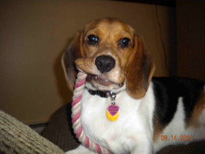 Funny Beagle Funny beagle