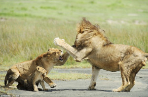 ... The lioness gets her punch in first when the lion moved in on the cub