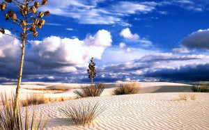 Desert Beauty.....