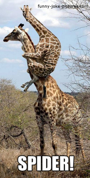 funny scared giraffe spider animal picture photo image funny african ...