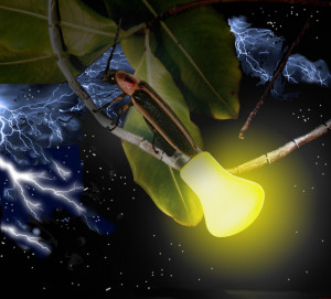 ... is the difference between a lightning bug and lightning.