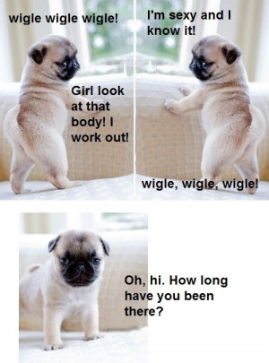 cute, funny, pug, pugs