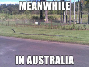 Meanwhile in Australia (63 pics + 2 gifs)