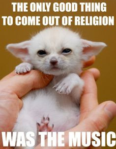 10 Fennec Foxes with George Carlin quotes More