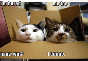 Name: funny-pictures-box-cats-are-bored.jpgViews: 7934Size: 29.7 KB
