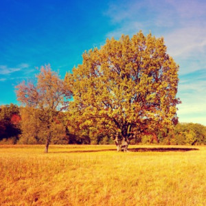 Free Photos >> fall autumn tree
