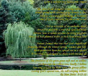 GODS' WEEPING WILLOW TREE