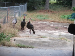 Johann Wolfgang von Goethe -