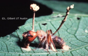 cordyceps_campanotus%20.jpg