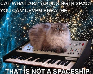 arp, cat, odyssey, outer space, synth, synthesizer