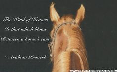 Horse Quotes.