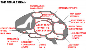 Female Brain Graphics