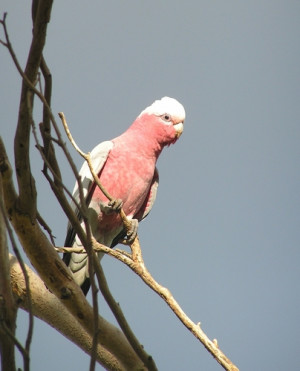 Inspector Gadget T Shirt