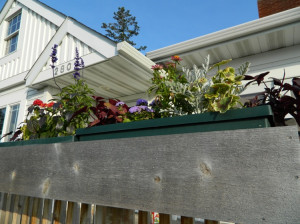 ... Lantana , and they attract hummingbirds, and lots of bees so far