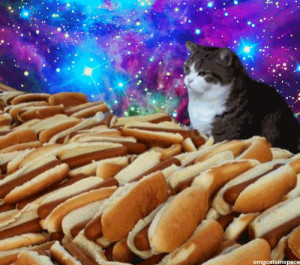 ... tagged cat cats cat gif cats gif gif gifs cat gifs hot dog hot