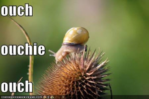Funny Snails
