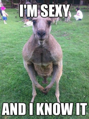 This kangaroo works out! #kangaroo #meme #funny (at Lone Pine Koala ...
