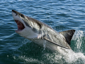 mysterious super predator devoured a huge great white shark jpg