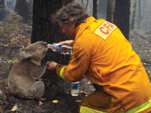 The Australian “Black Saturday” Bushfires of 2009