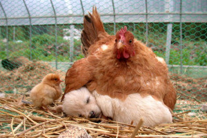 STRANGE PUPPY TIME - MOTHER HEN AND CHICK KEEP PUPPY WARM!