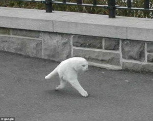 What on earth is this? Half-cat captured on Google Streetview is a ...