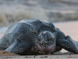 Leatherback Sea Turtle