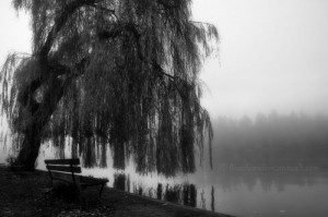 black and white photography willow tree