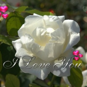White Roses Pictures with Love Quotes