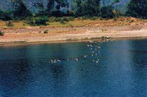 ... this story since 1996, but I could probably tell it in my sleep