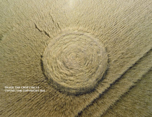 Pictures of Crop Circle S 2014 2015