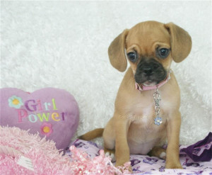 Puggle Photos Pictures Puggles