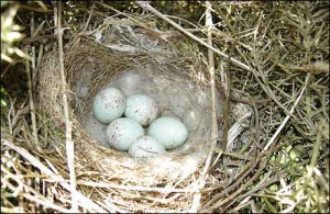 Thread: Bird Nest ID