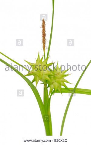 Stock Photo Carex grayi morning star asa gray sedge