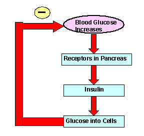homeostasis here are quotes lists related to glucose homeostasis and ...