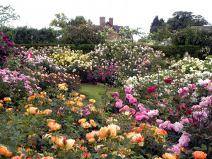 who could possibly have enough roses in a garden to make the landscape ...