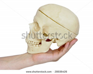Stock Photo The Image Hand Holding Skull Homogeneous