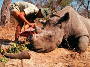 ... rhino conservation, and that's exactly what happened,