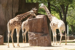 Giraffes at a zoo.
