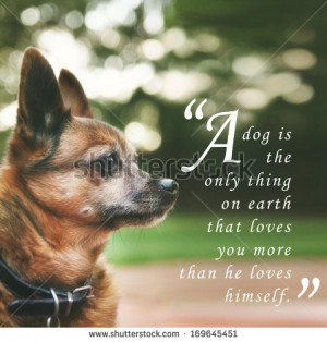 handsome chihuahua mix senior dog with dark muted tones and a quote ...