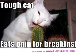 Tough Cat Eats Pain For Breakfast, Funny Animal Quote