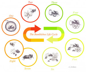 Bumble Bee Life Cycle