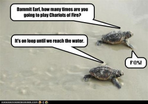 Related Pictures funny turtles optimistic quotes